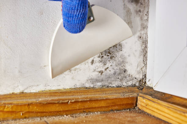 Best Dehumidification Services  in Brownsville, KY