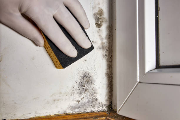 Best Industrial Mold Remediation  in Brownsville, KY